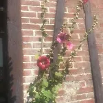 Maison De Gardien , Manoir De Pichemont, » La Maison Des Ecureuils » Harcanville