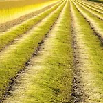 Maison De Gardien , Manoir De Pichemont, » La Maison Des Ecureuils » Feriehus Harcanville