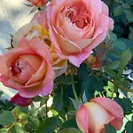 Maison De Gardien , Manoir De Pichemont, » La Maison Des Ecureuils » Feriehus