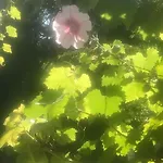 Maison De Gardien , Manoir De Pichemont, » La Maison Des Ecureuils » Feriehus