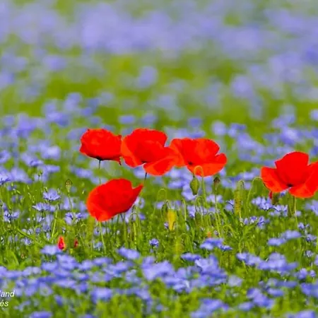Σπίτι διακοπών Maison de gardien , manoir de Pichemont,   la maison des écureuils  *