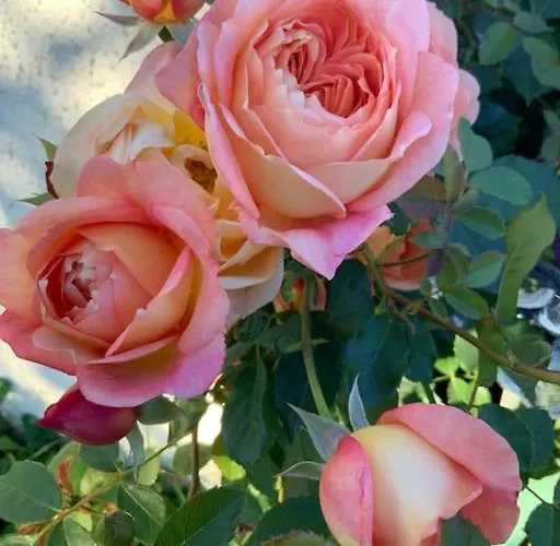 Maison De Gardien , Manoir De Pichemont, » La Maison Des Ecureuils » Tatil Evi