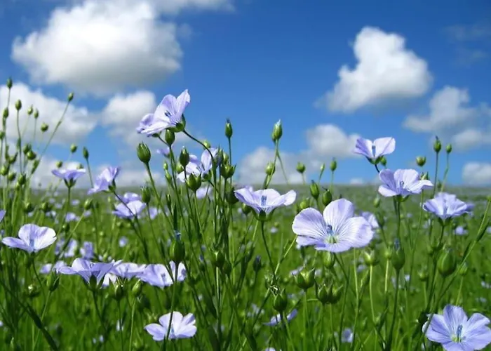 Tatil Evi Maison De Gardien , Manoir De Pichemont, » La Maison Des Ecureuils » *
