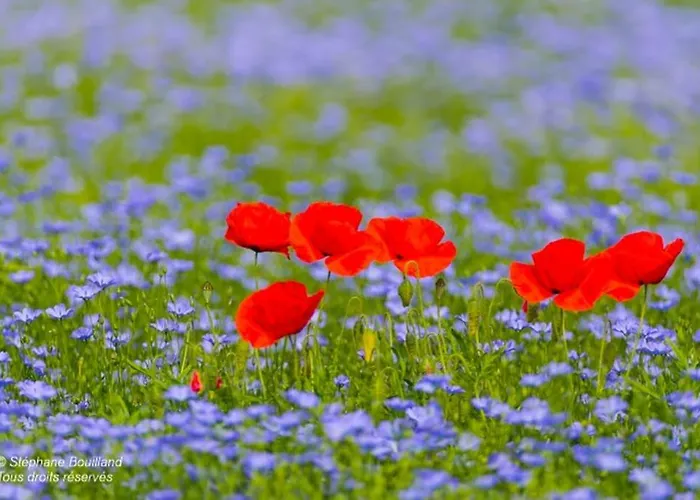 Tatil Evi Maison De Gardien , Manoir De Pichemont, » La Maison Des Ecureuils » *